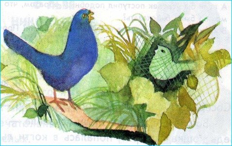 Иллюстрация к басне крылова чиж и голубь для срисовки (39 фото)
