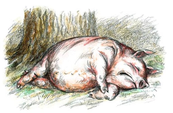 Иллюстрации свинья под дубом (39 фото)