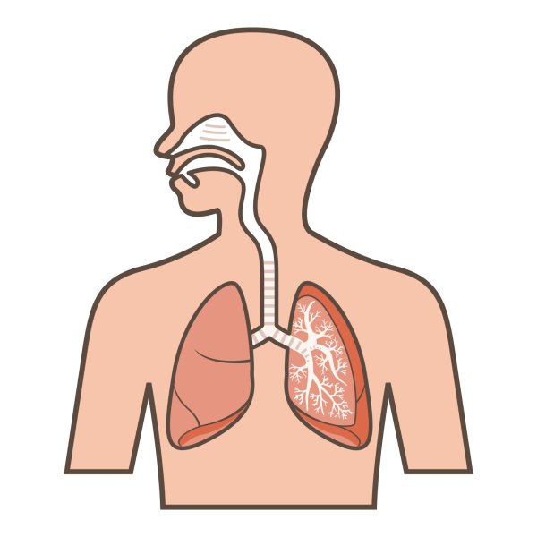 Плакат для детей органы дыхания (35 фото)