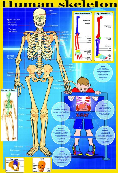 Плакат скелет человека для детей (37 фото)