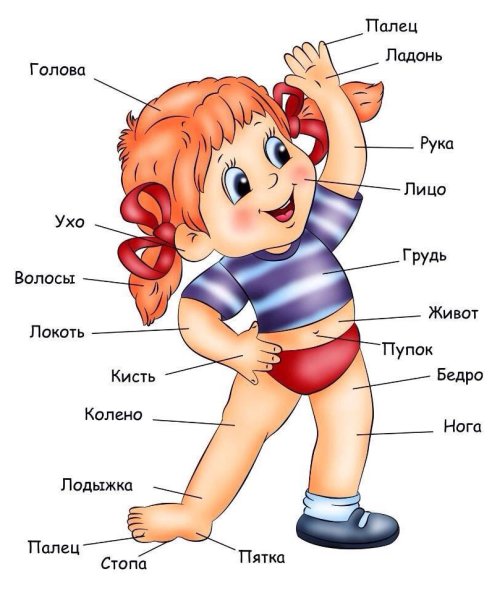 Плакат тело человека для детей дошкольного возраста (40 фото)