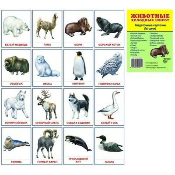 Плакат животные севера для детского сада для показа детям (40 фото)