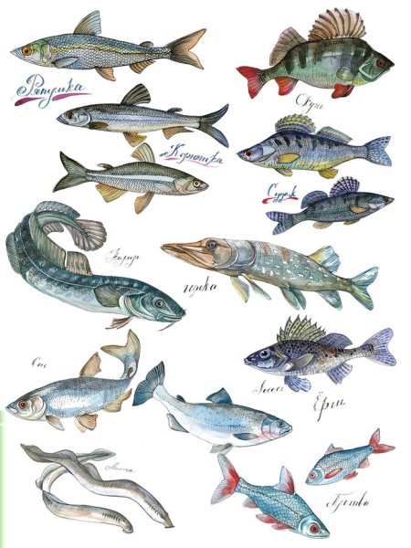 Речные рыбы плакат для детей (39 фото)