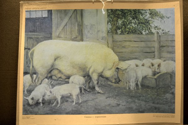 Советские плакаты про свиней (39 фото)