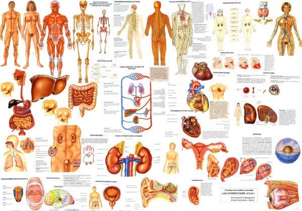 Внутренние органы плакат для детей (39 фото)