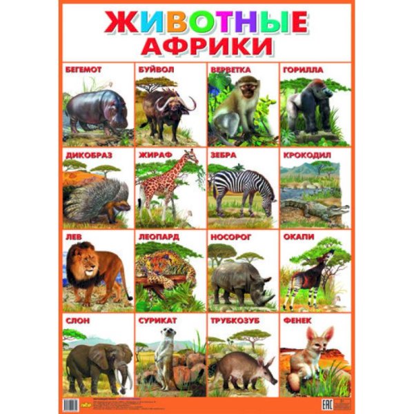 Животные африки плакаты для детей (40 фото)