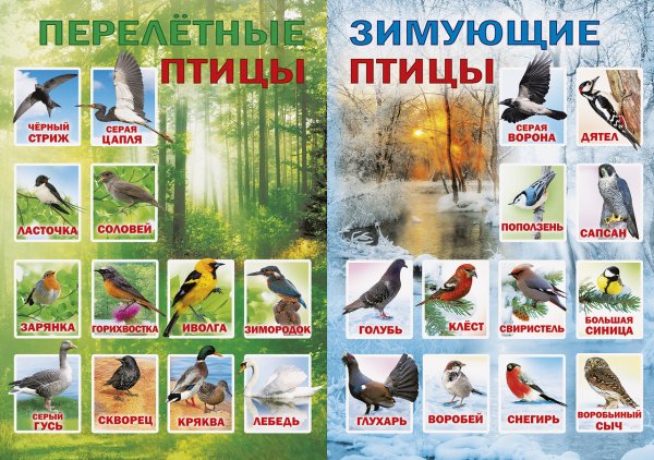 Зимующие птицы плакат для детей (40 фото)