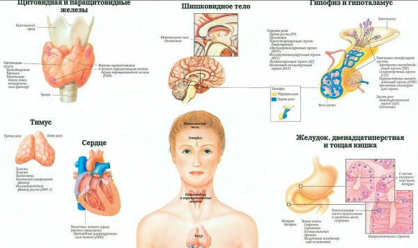 Эндокринная система человека плакат