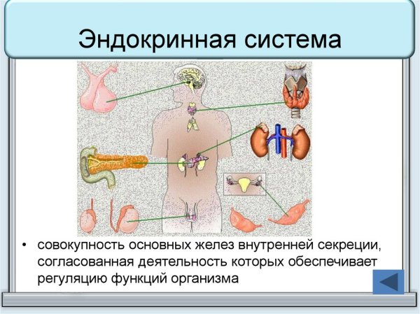 Железы внутренней секреции функции в организме человека