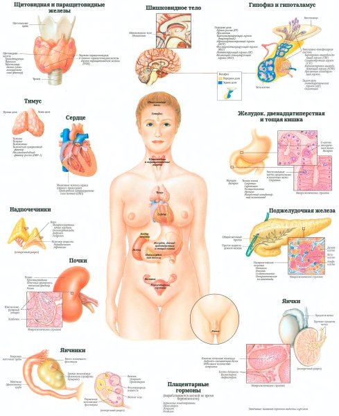 Анатомия гормональной системы человека