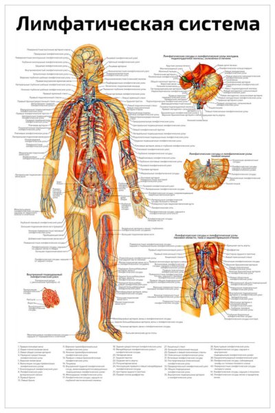 Лимфатическая система человека медицинский плакат