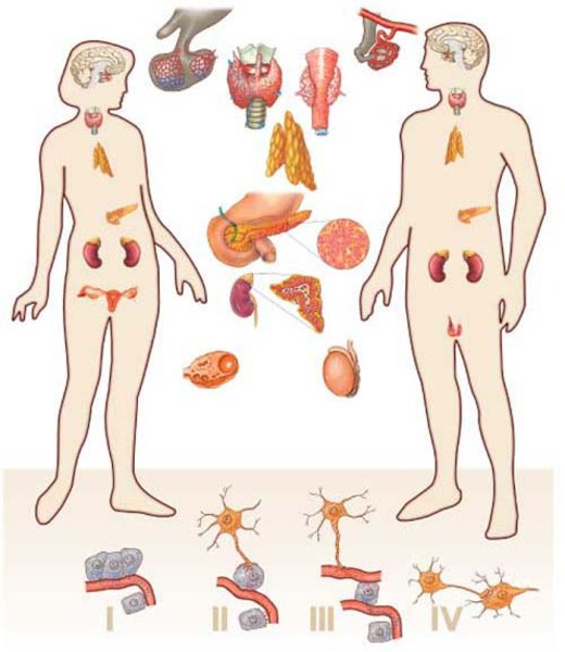 Иммунная и эндокринная системы