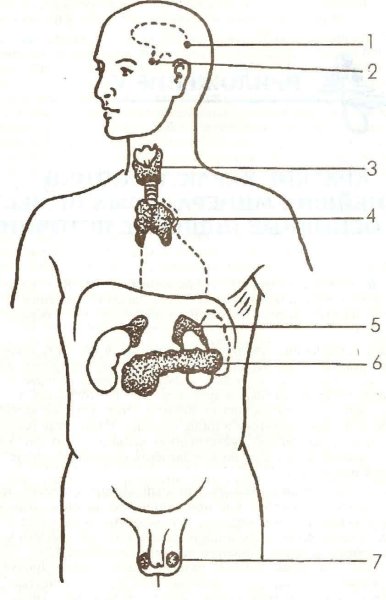 Железы внутренней секреции человека рисунок