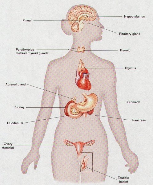 Эндокринная система человека анатомия