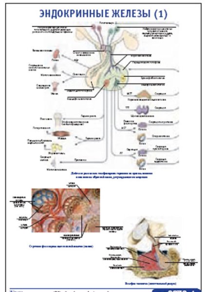 Плакат эндокринология железы