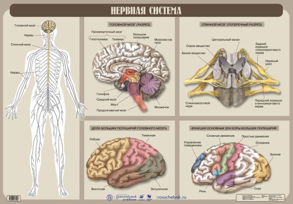 Плакаты для невролога (36 фото)